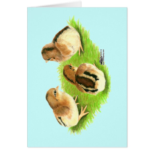 Poussins rouges noirs d'Aseel (Devant)