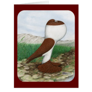 Pouter Pigeon Red Hana