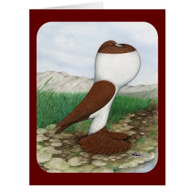 Pouter Pigeon Red Hana (Devant)