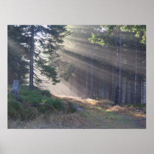 Poutres de lumière dans la forêt Poster