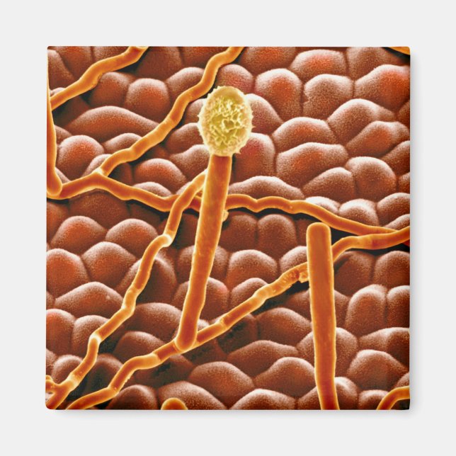 Powdery Mildew Fungus on Poinsettia Magnet (Vorne)