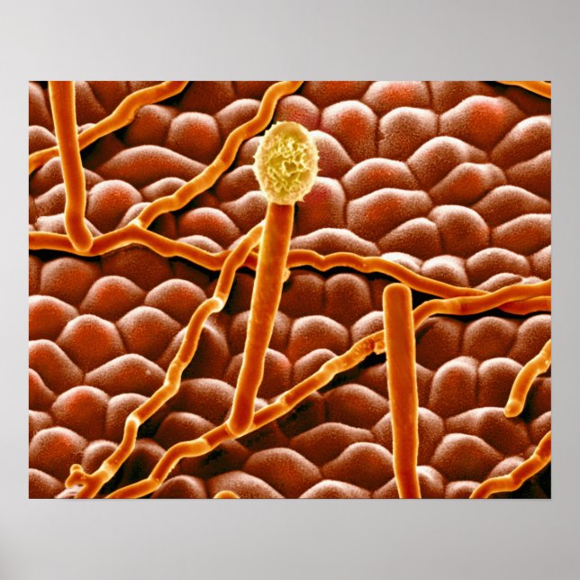 Powdery Mildew Fungus on Poinsettia Poster (Vorne)