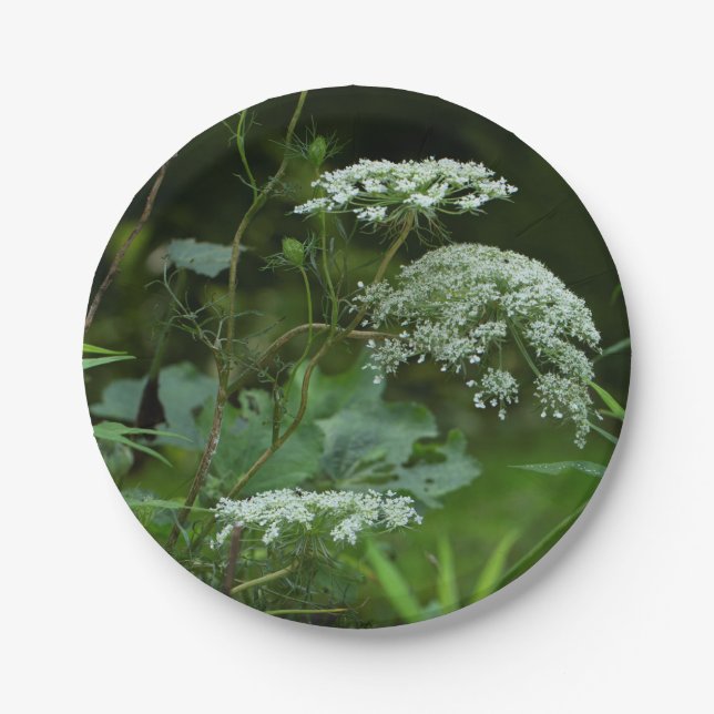 ppr Plattenvorlage Pappteller (Vorderseite)