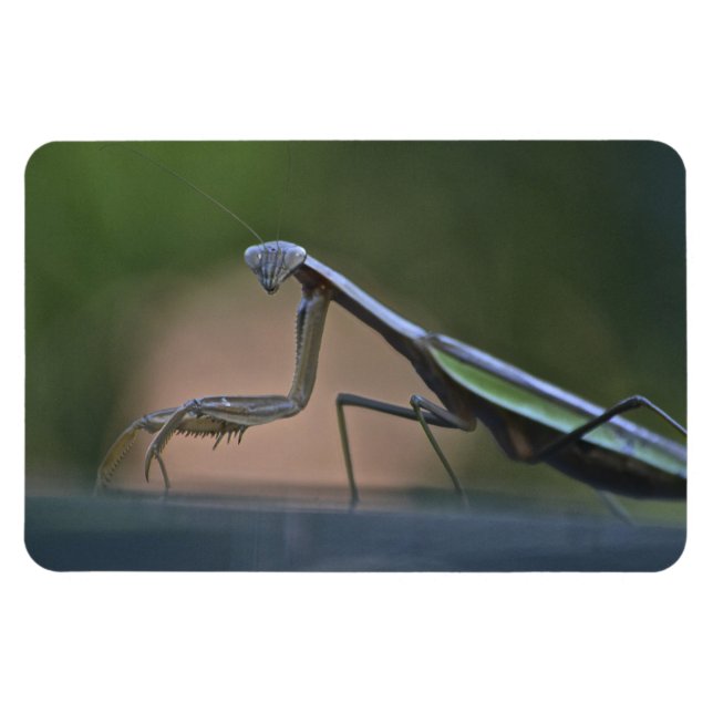Prachen Mantis Großmagnet Magnet (Horizontal)
