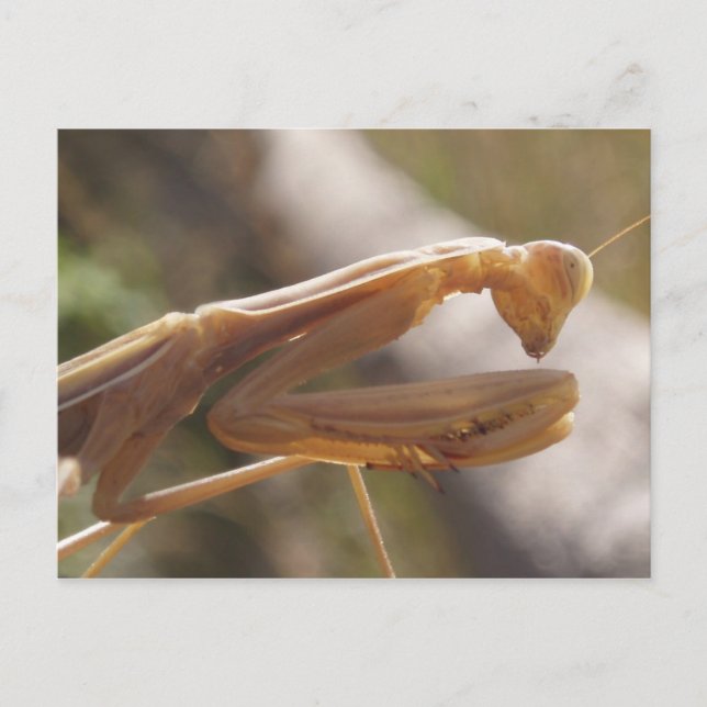 Prachen Mantis Postkarte (Vorderseite)