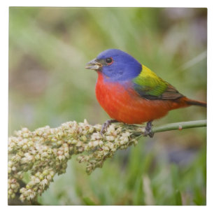 Prachteichstatt (Passerina ciris) Männchen bei der Fliese