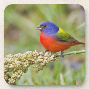 Prachteinsänger (Passerina ciris) Männchen bei der Untersetzer