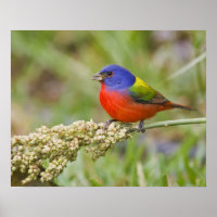 Prachteinsänger (Passerina ciris) Männchen beim Fr