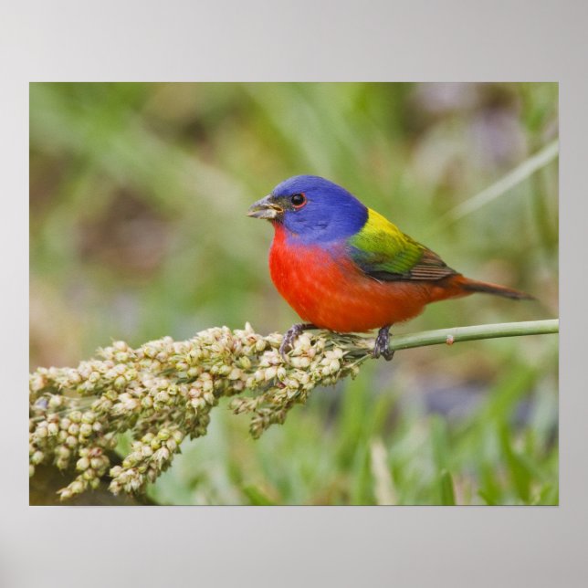 Prachteinsänger (Passerina ciris) Männchen beim Fr Poster (Vorne)