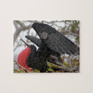 Prachtfregattvogel