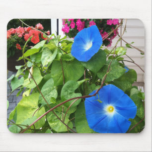Prächtige Blaue Trichterwinden Nahaufnahme Mousepad
