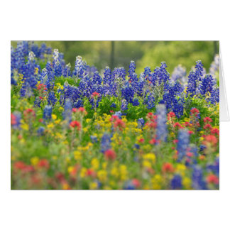 Prächtige Bluebonnets-Karte