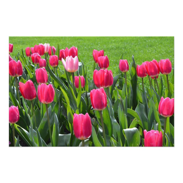 prächtige Blume von Federpink Fotodruck (Vorne)