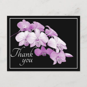 Prächtige rosa Orchideen vor schwarzem Hintergrund Postkarte
