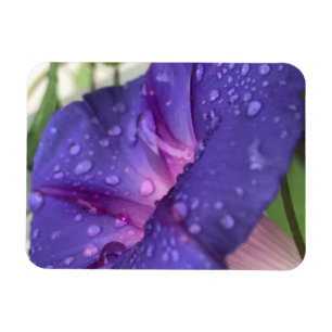 Prächtige Trichterwinde Magnet