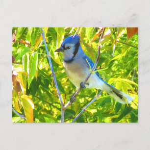 Prächtiger Blauhäher in Ahorn Quebec Kanada Postkarte
