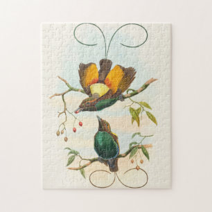 Prächtiger Paradiesvogel von John Gould