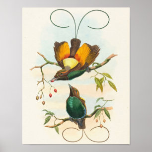 Prächtiger Paradiesvogel von John Gould Poster