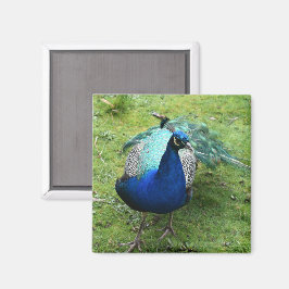 Prächtiger Pfau  Magnet