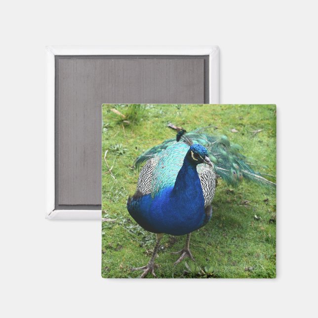 Prächtiger Pfau  Magnet (Vorderseite/Rückseite)