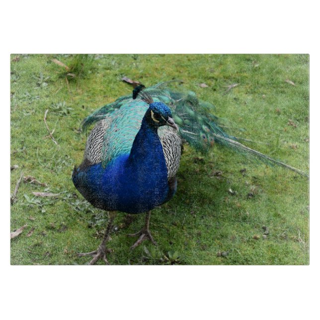 Prächtiger Pfau Schneidebrett (Vorderseite)