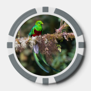 Prächtiger Quetzal im grauen Wolkenwald Pokerchips