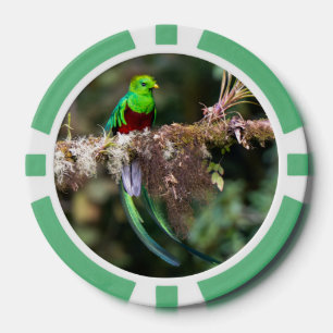 Prächtiger Quetzal im grünen Wolkenwald Pokerchips