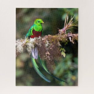 Prächtiger Quetzal im Wolkenwald