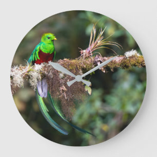 Prächtiger Quetzal im Wolkenwald Große Wanduhr