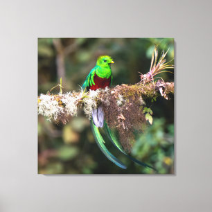 Prächtiger Quetzal im Wolkenwald Leinwanddruck