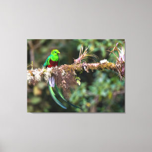 Prächtiger Quetzal im Wolkenwald Leinwanddruck