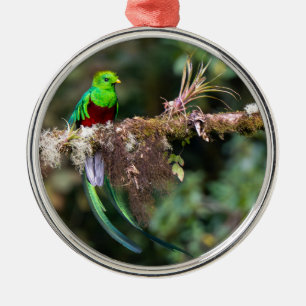 Prächtiger Quetzal im Wolkenwald Ornament Aus Metall