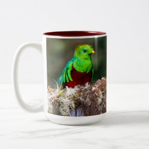 Prächtiger Quetzal im Wolkenwald Zweifarbige Tasse