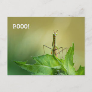 Prachtmantis Postkarte