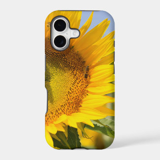 Prachtvolle Sonnenblumen!