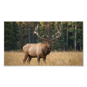Prachtvoller Wildhirsch Stehend Im Grünen Wald Fot Fotodruck