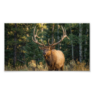 Prachtvoller Wildhirsch Stehend Im Grünen Wald Fot Fotodruck