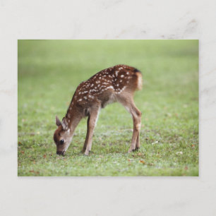 Präfektur Nara, Honshu, Japan Postkarte