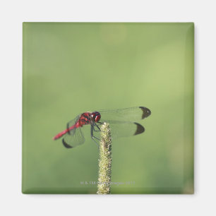 Präfektur Yamanashi, Honshu, Japan Magnet