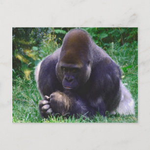 Prag Gorilla Post Card Postkarte