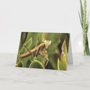 Pragation Mantis Portrait Insekt Kunst Karte