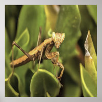 Pragation Mantis Portrait Insekt Kunst