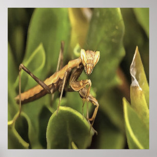Pragation Mantis Portrait Insekt Kunst Poster