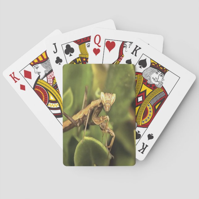 Pragation Mantis Portrait Insekt Kunst Spielkarten (Rückseite)