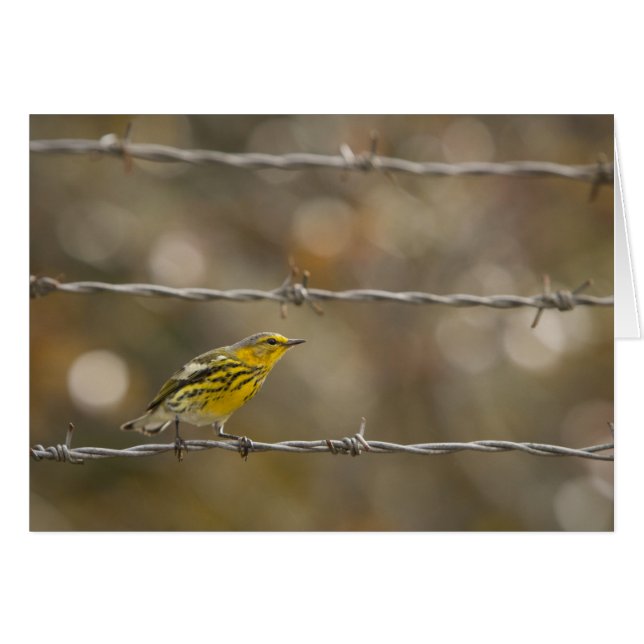 Praire Warbler (Vorderseite (Horizontal))