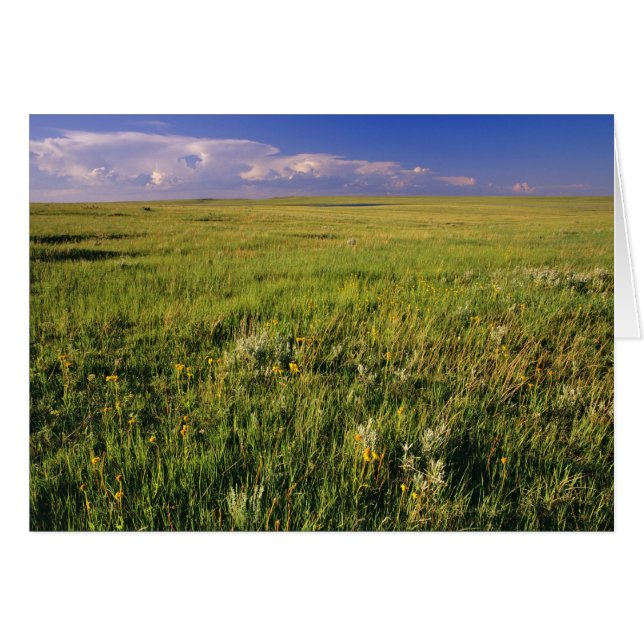 Prairie à graminées courtes dans le nord-est éloig (Devant horizontal)