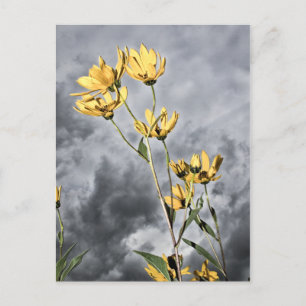 Prairie Beauty Postkarte