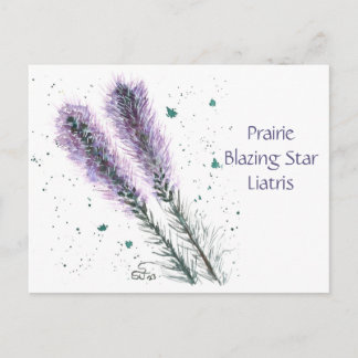 Prairie Blazing Star Post Card Postkarte