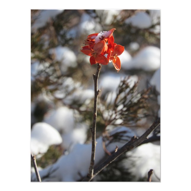 ‚Prairie Blossom‘ Fotodruck (Vorne)