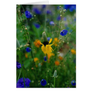 Prairie Coneflower